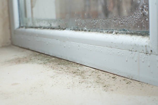 Why You Should Choose Our Mold Remediation Services in Lexington, VA